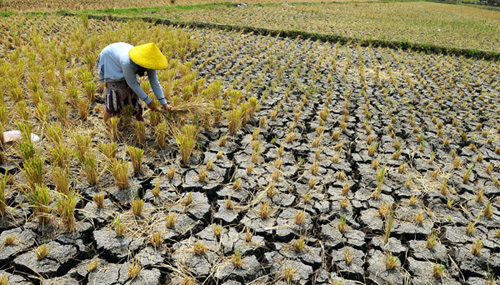 Puluhan Ribu Hektare Lahan Padi di Jatim Terdampak Kekeringan