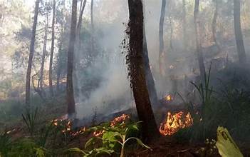 5 Hektar Hutan Di Panderman Hangus Terbakar