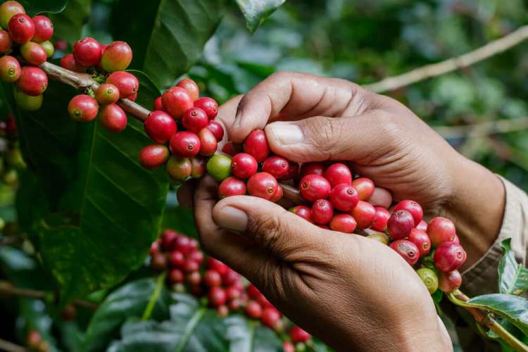 Produksi Kopi di Kabupaten Malang Turun