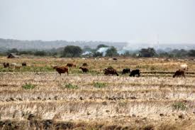 Pemprov Jatim Antisipasi Pertanian Dari Dampak El Nino