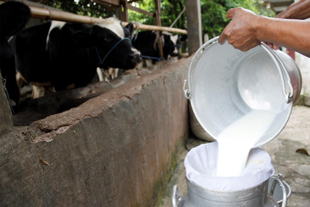 Produksi Sapi Ternak Di Kabupaten Malang Menurun