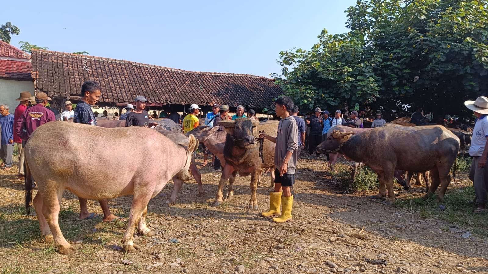 Dispangtan Kota Malang Perketat Pengawasan Hewan Qurban