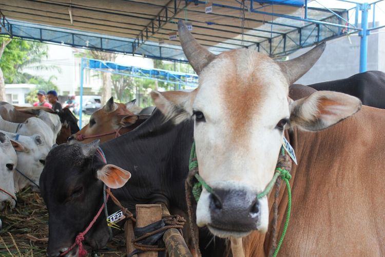 Total Kurban Sapi di Jawa Timur Capai Ratusan Ribu Ekor