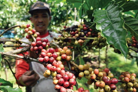 Luhut Menilai Banyuwangi Punya Potensi Besar Pengembangan Kopi
