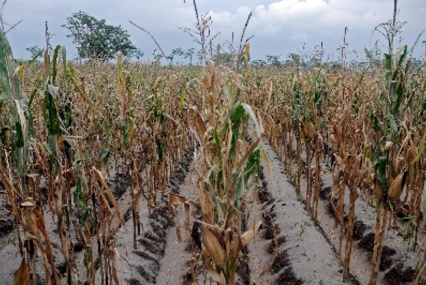 Pemprov Jatim Siapkan Ribuan Paket Benih untuk Pemulihan Kekeringan Lahan Jagung