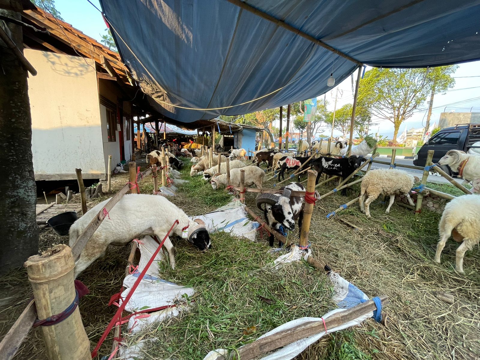 Pemkot Malang Temukan Puluhan Hewan Kurban Berpenyakit