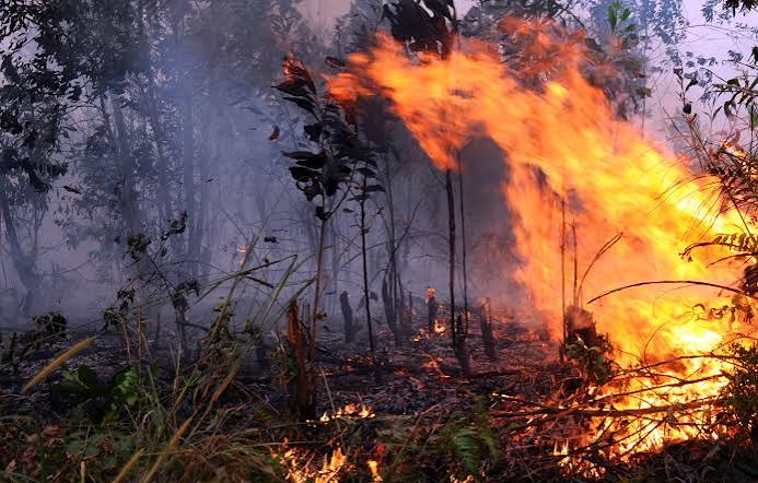 Karhutla Jatim Tembus 7.363 Hektare, Akses Terjal Jadi Hambatan Pemadaman