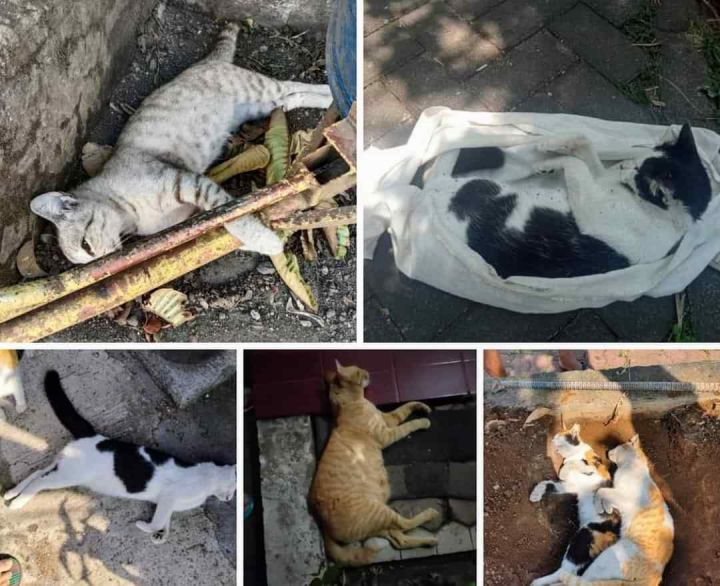 Wahyu Hidayat Duga Adanya Pelaku Tunggal dalam Kematian Kucing Massal