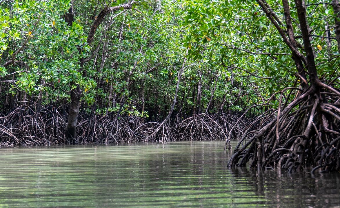 Komitmen Pemprov Jatim Untuk Pemulihan Mangrove Makin Kritis