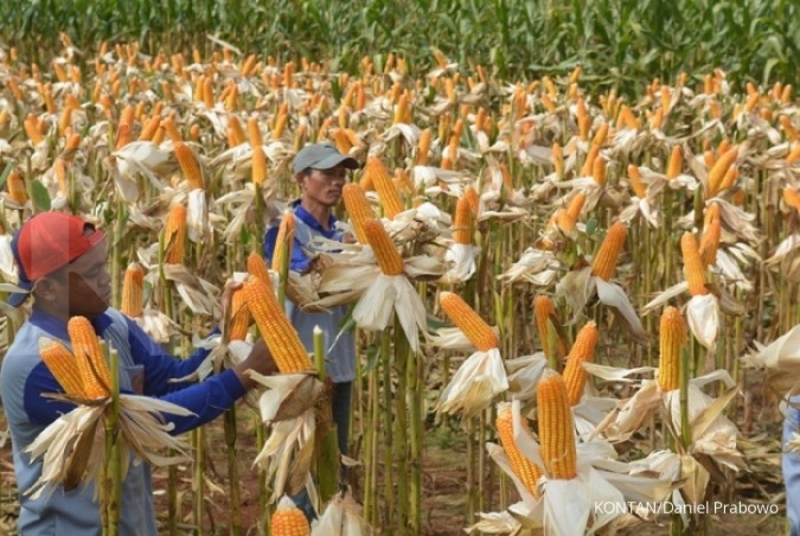 Dispangtan Kota Malang Gelontorkan Ratusan Kilogram Benih Jagung