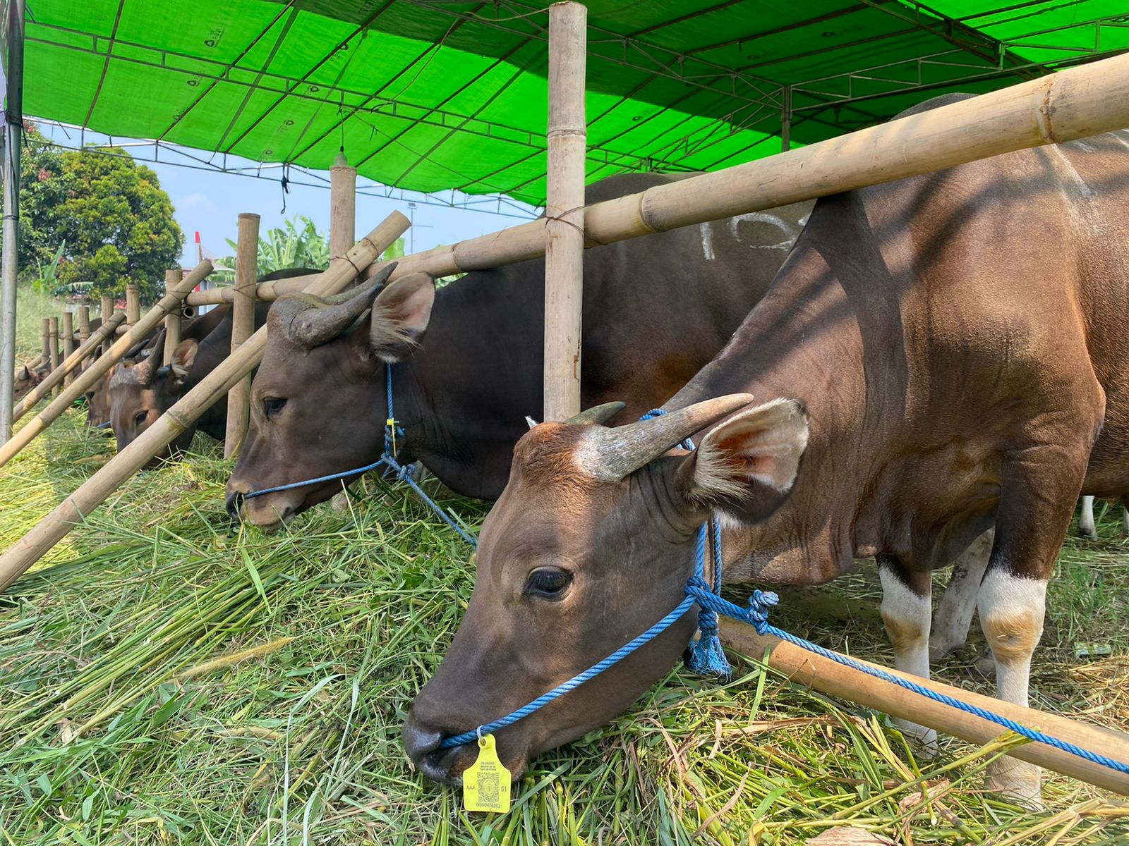 Pemkot Mojokerto Perketat Pengawasan Hewan Kurban