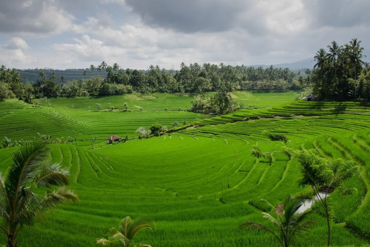 Indonesia Bidik Jutaan Hektare Lahan Terdegradasi, Investasi Pertanian Jadi Kunci