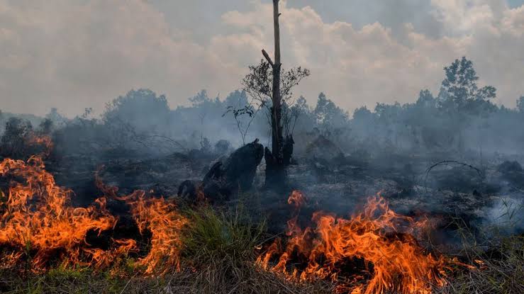 Asap Karhutla Tembus Singapura, DPR Desak Prabowo Buka Data Perusahaan Pemilik Konsesi