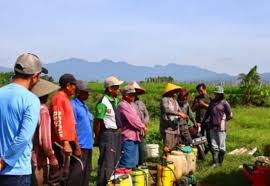 Petani Di Kota Malang Dapat Tambahan Pupuk Bersusbsidi