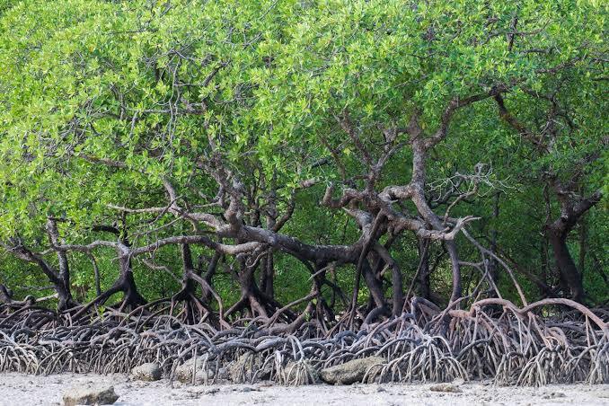 Hampir Kuasai Separuh Mangrove di Pulau Jawa, Jatim Perkuat Benteng Hadapi Krisis Iklim