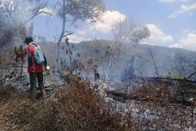 Api Bergerak ke Savana Cikasur, Pendakian Gunung Argopuro Ditutup
