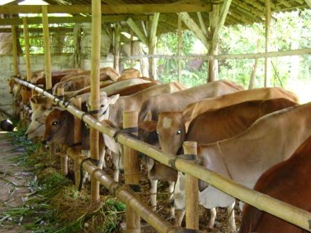 Jelang Idul Adha Harga Sapi Potong Mengalami Kenaikan