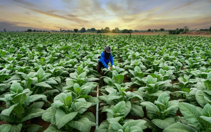 Petani Tembakau di Kabupaten Malang Dilatih Mengendalikan Hama