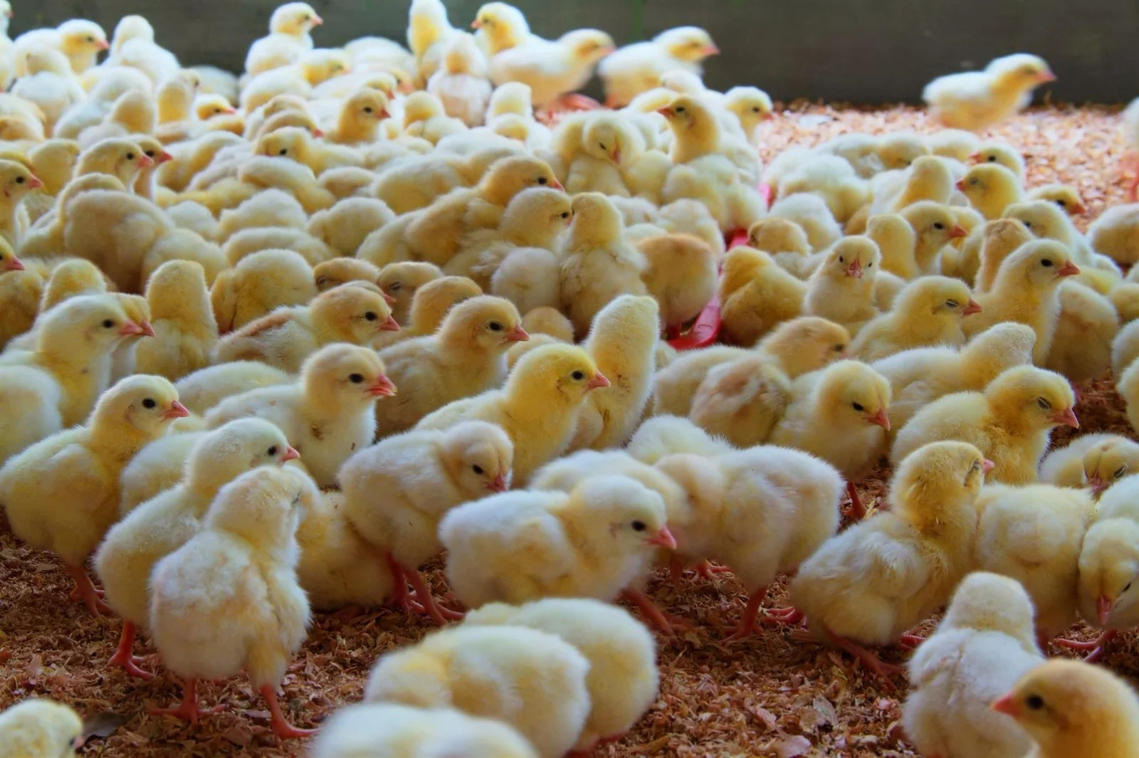 Rp3 Triliun Disiapkan, Kabupaten Malang Bakal Jadi Pusat Bibit Ayam Nasional