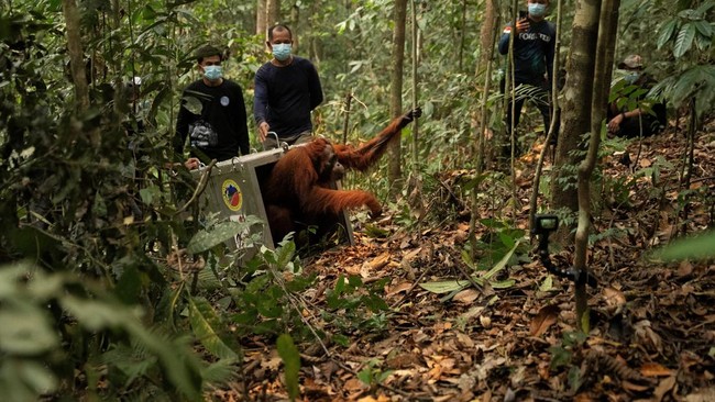 Delapan Orangutan Korban Karhutla Dipindahkan ke Hutan Lindung Batu Nyambu
