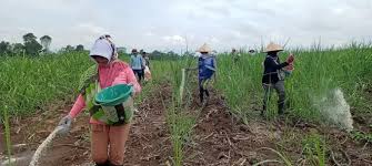 Petani Jatim Diminta Optimalkan Serapan Pupuk Subsidi