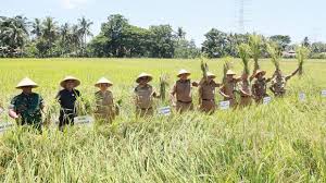 Bapanas Ungkap Petani Kedelai Di Jawa Tengah Sedang Mengalami Panen Raya.