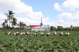 Optimalisasi Ratusan Lahan Tembakau Kabupaten Malang Manfaatkan Dana Bagi Hasil Cukai