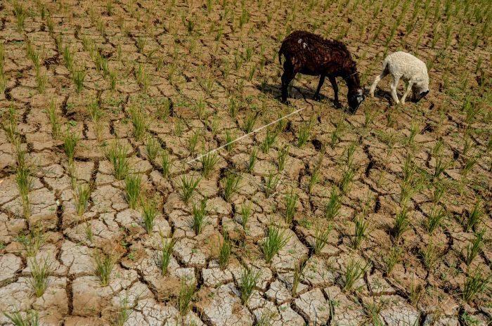 Ratusan Desa di Jatim Terancam Kekeringan