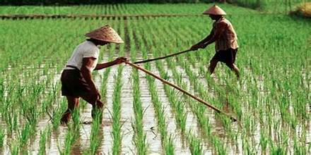 Sepakati Kerja Sama Indonesia Dan Liberia  Dalam Sektor Pertanian.