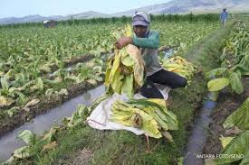  Produksi Tembakau Nasional Banyak Disumbang Oleh Jawa Timur