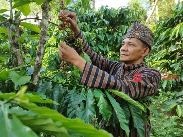 Lestarikan Tradisi, Warga Bangelan Kabupaten Malang Lakukan Ritual Petik Kopi