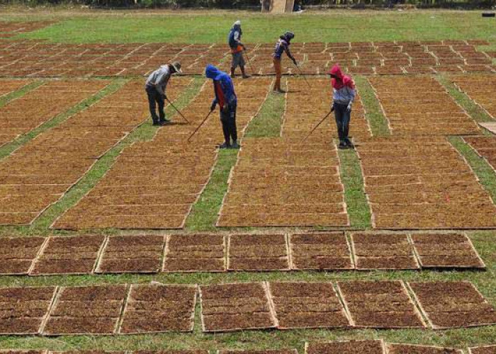 Jatim Sumbang Besar Cukai Hasil Tembakau