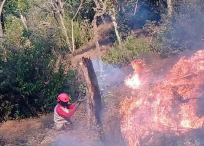 Kebakaran Buthak Kembali di Titik Lama, Water Bombing Mulai Dipertimbangkan