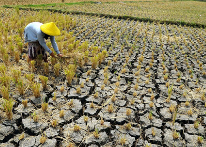 Puluhan Ribu Hektare Lahan Padi di Jatim Terdampak Kekeringan