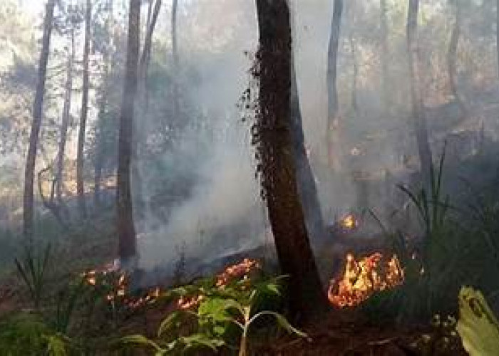 5 Hektar Hutan Di Panderman Hangus Terbakar