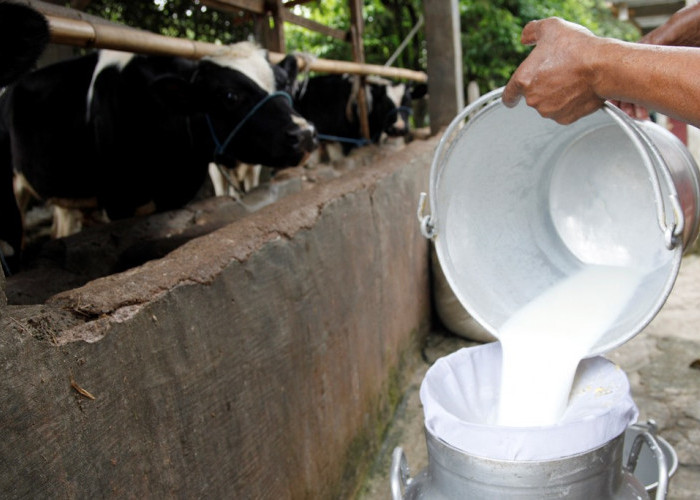 Produksi Sapi Ternak Di Kabupaten Malang Menurun