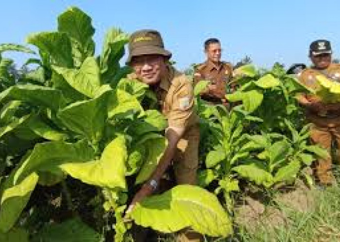 Satpol Pp Kabupaten Malang Bakal Fasilitasi Studi Banding Budidaya Tembakau