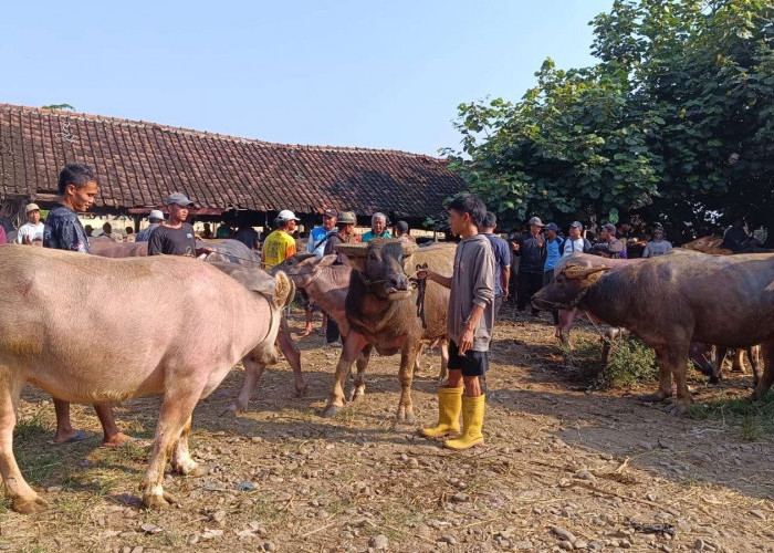 Dispangtan Kota Malang Perketat Pengawasan Hewan Qurban