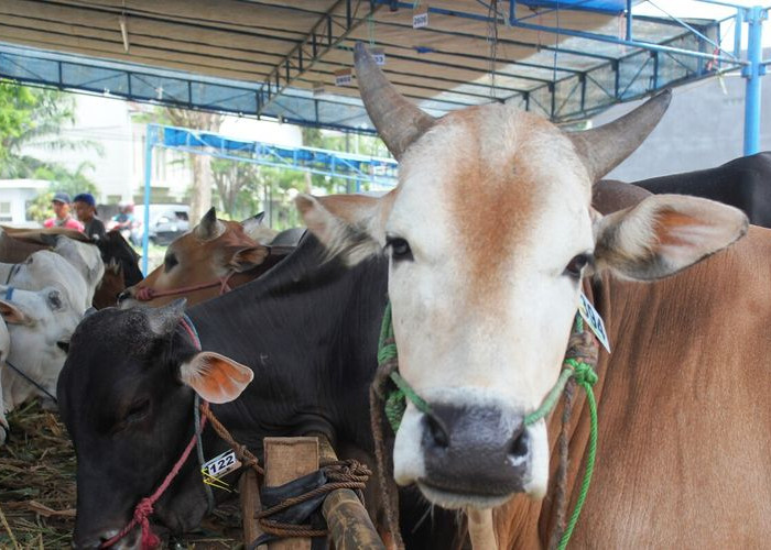 Total Kurban Sapi di Jawa Timur Capai Ratusan Ribu Ekor