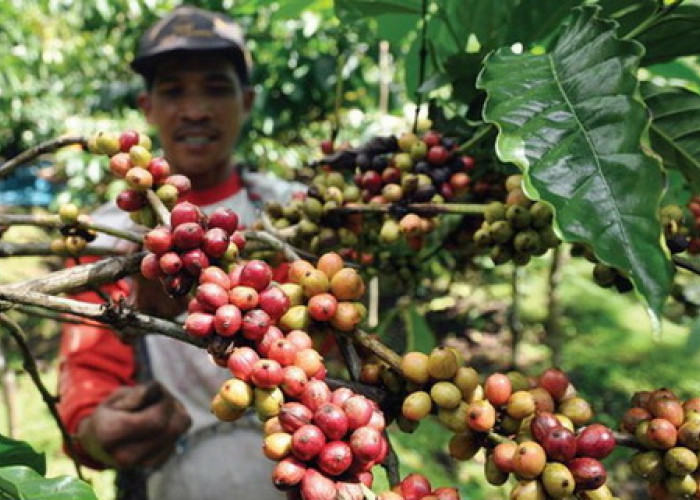 Luhut Menilai Banyuwangi Punya Potensi Besar Pengembangan Kopi