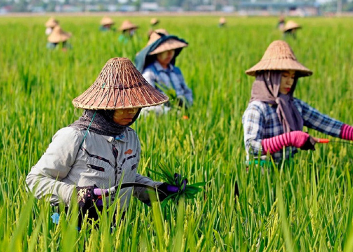 Pupuk Indonesia Dorong Petani Jatim Beralih ke Pemupukan Presisi