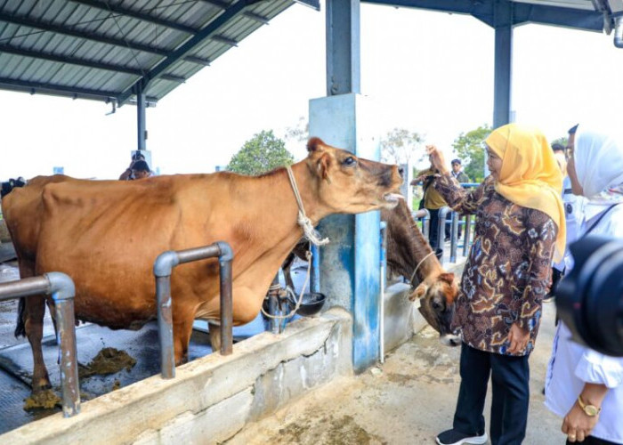 Produksi Susu Tembus 600 Liter Sehari, UPT Batu Sumbang Rp1 Miliar PAD Jatim