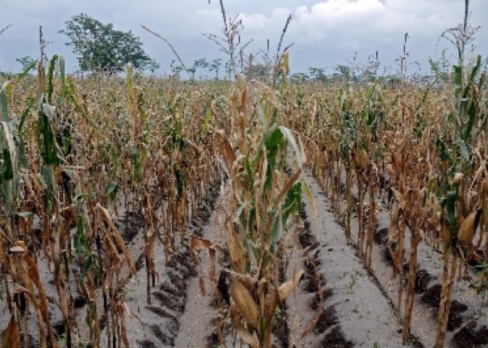 Pemprov Jatim Siapkan Ribuan Paket Benih untuk Pemulihan Kekeringan Lahan Jagung