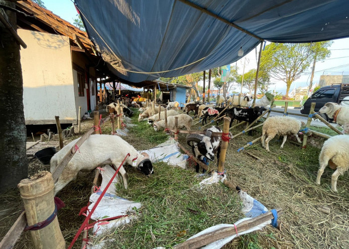 Pemkot Malang Temukan Puluhan Hewan Kurban Berpenyakit