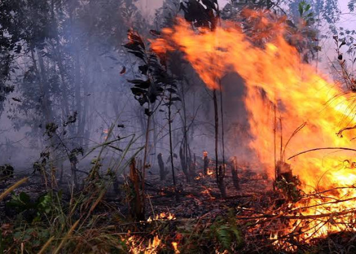 Karhutla Jatim Tembus 7.363 Hektare, Akses Terjal Jadi Hambatan Pemadaman