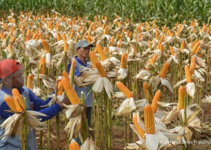 Dispangtan Kota Malang Gelontorkan Ratusan Kilogram Benih Jagung