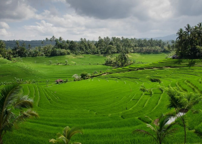 Indonesia Bidik Jutaan Hektare Lahan Terdegradasi, Investasi Pertanian Jadi Kunci