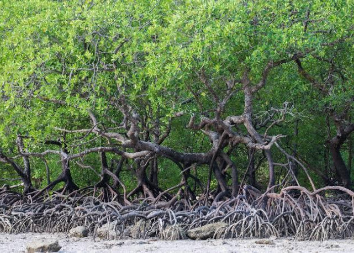 Hampir Kuasai Separuh Mangrove di Pulau Jawa, Jatim Perkuat Benteng Hadapi Krisis Iklim