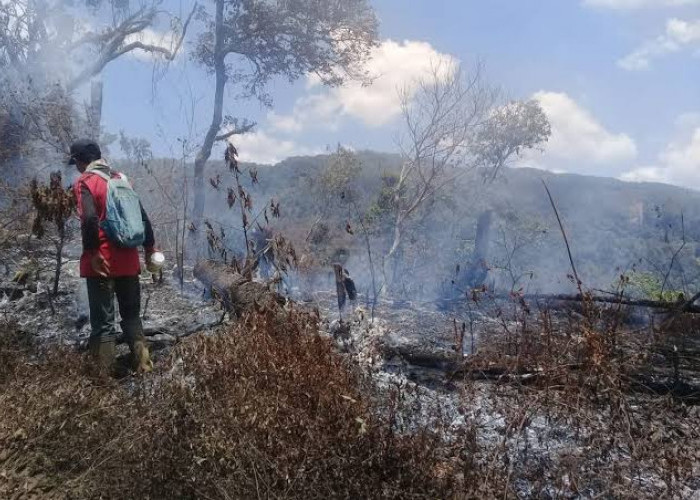 Api Bergerak ke Savana Cikasur, Pendakian Gunung Argopuro Ditutup
