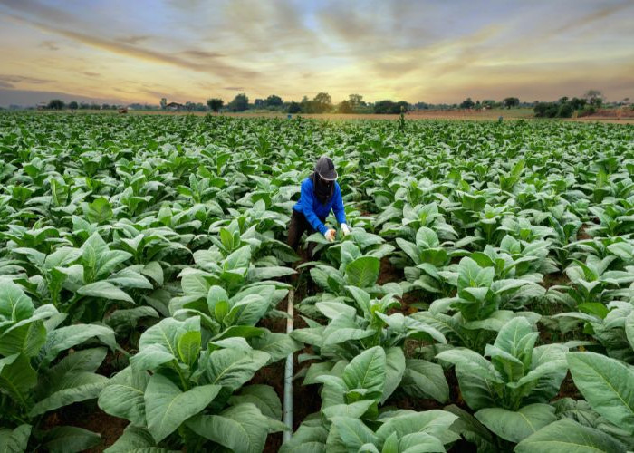 Petani Tembakau di Kabupaten Malang Dilatih Mengendalikan Hama
